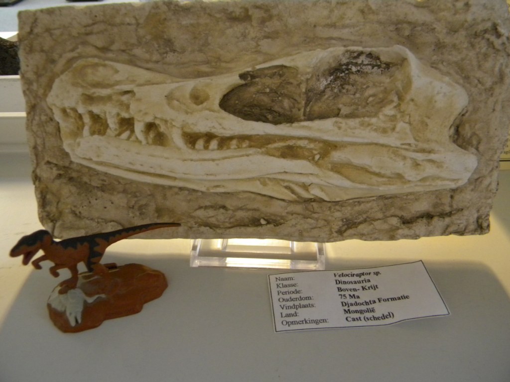 Velociraptor schedel